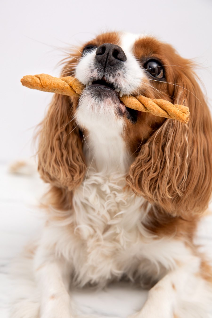 Selbstgebacken schmeckt's am besten: Dumbo mit seiner Polenta-Stange aus "Mach Plätzchen!". Foto © A. Vicario aus "Mach Plätzchen!", Verlag Eugen Ulmer