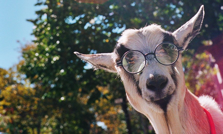 MYKITA FIRST OPTICAL – PANDA R4-Night Blue: die Empfehlung von Dr. Mecke