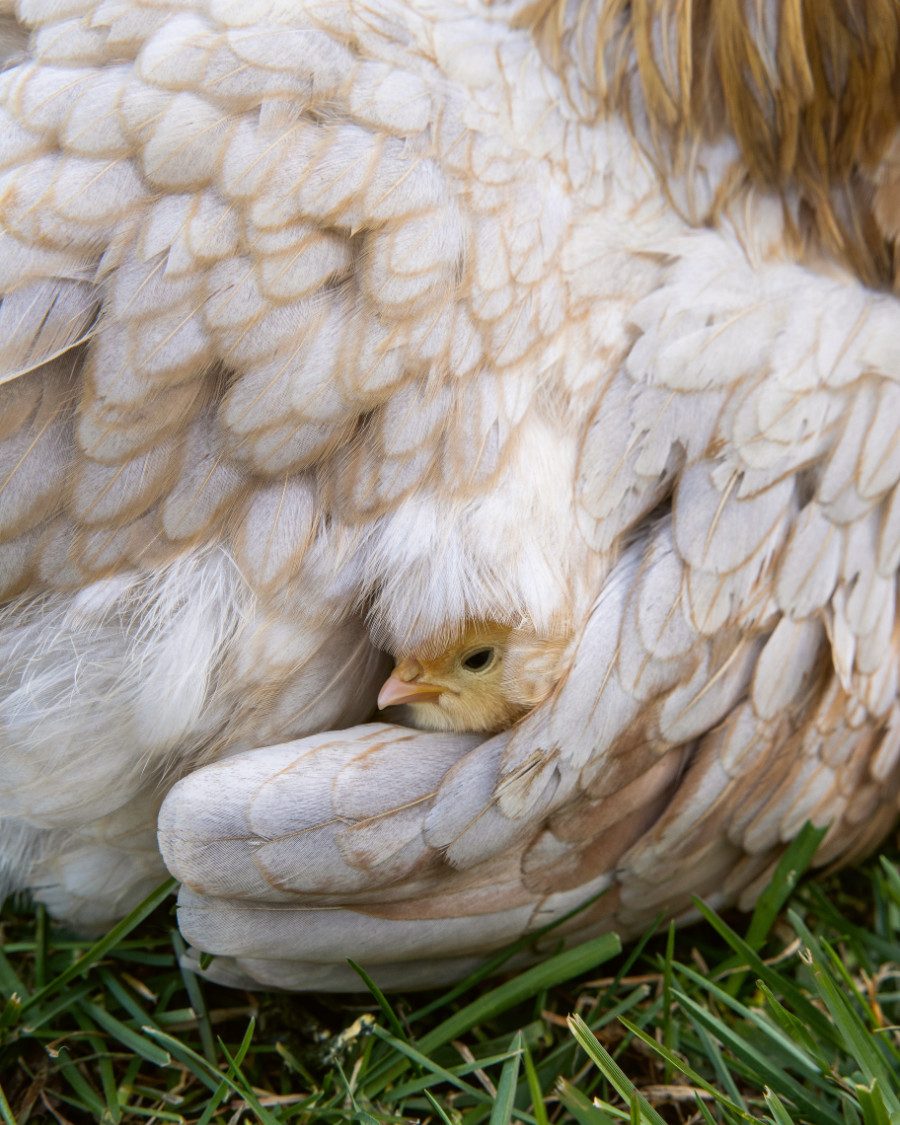 Eia Eia Ostern ist da! Mit Theresas neuem Buch fühlen wir uns geborgen wie das Küken unter der Glucke