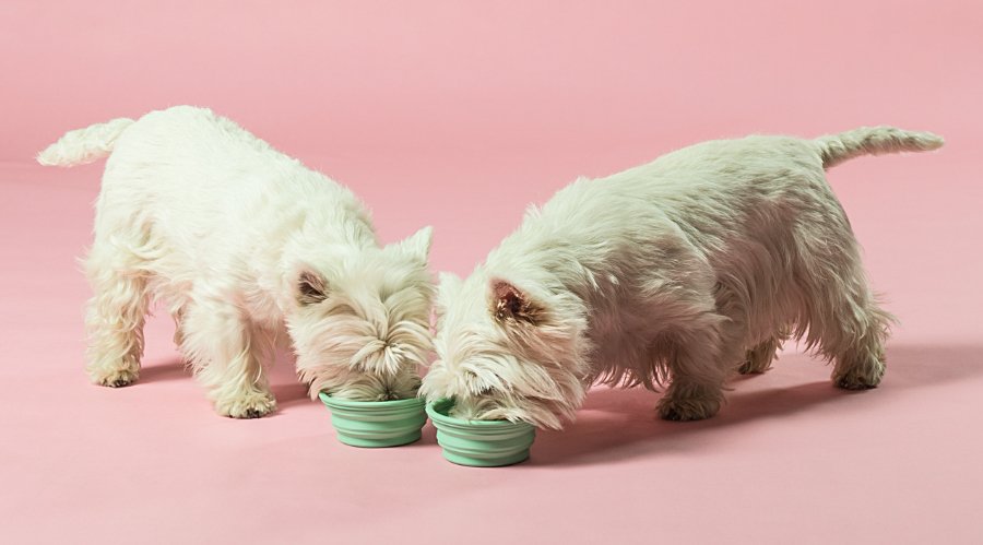 Faltbare Terrier-Tränke von HEVEA: Wer immer on the road ist, kann jetzt überall schlabbern