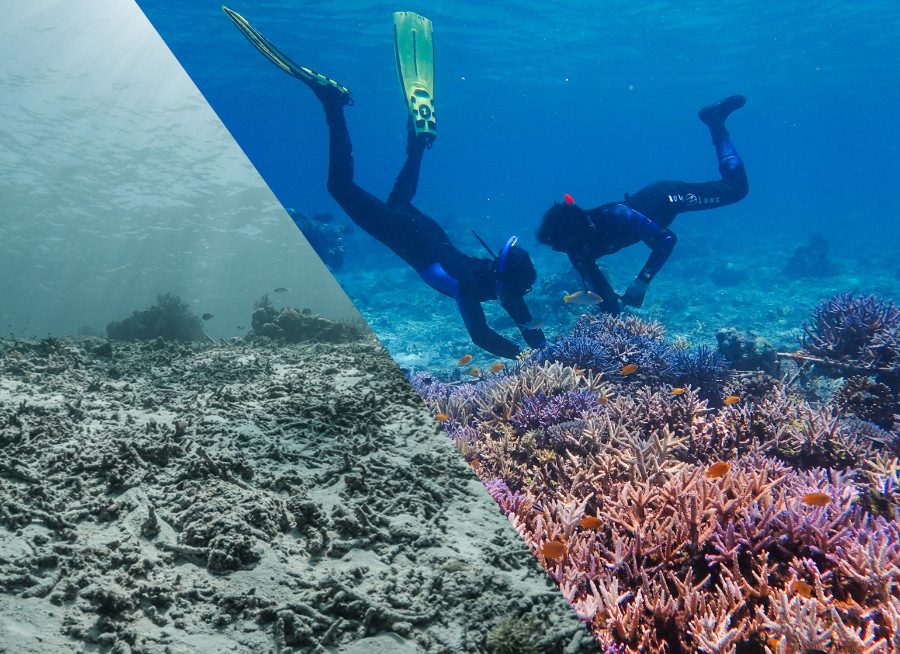 Die Korallen werden es uns danken! Wie die neu ausgepflanzten hier in Indonesien © Coral Guardian