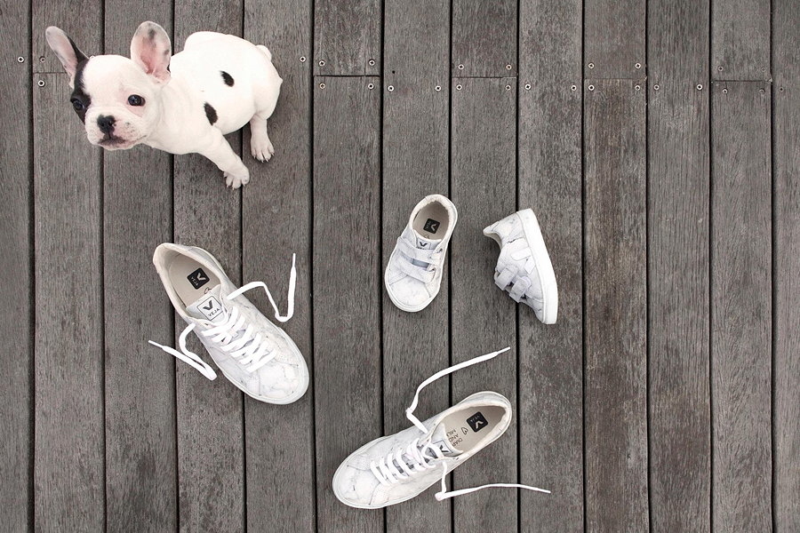Stolz präsentiert die Bulldogge die marmorierten Sneaker von Veja X Diapers & Milk – eine Limited Edition für den perfekten Mini-Me-Look